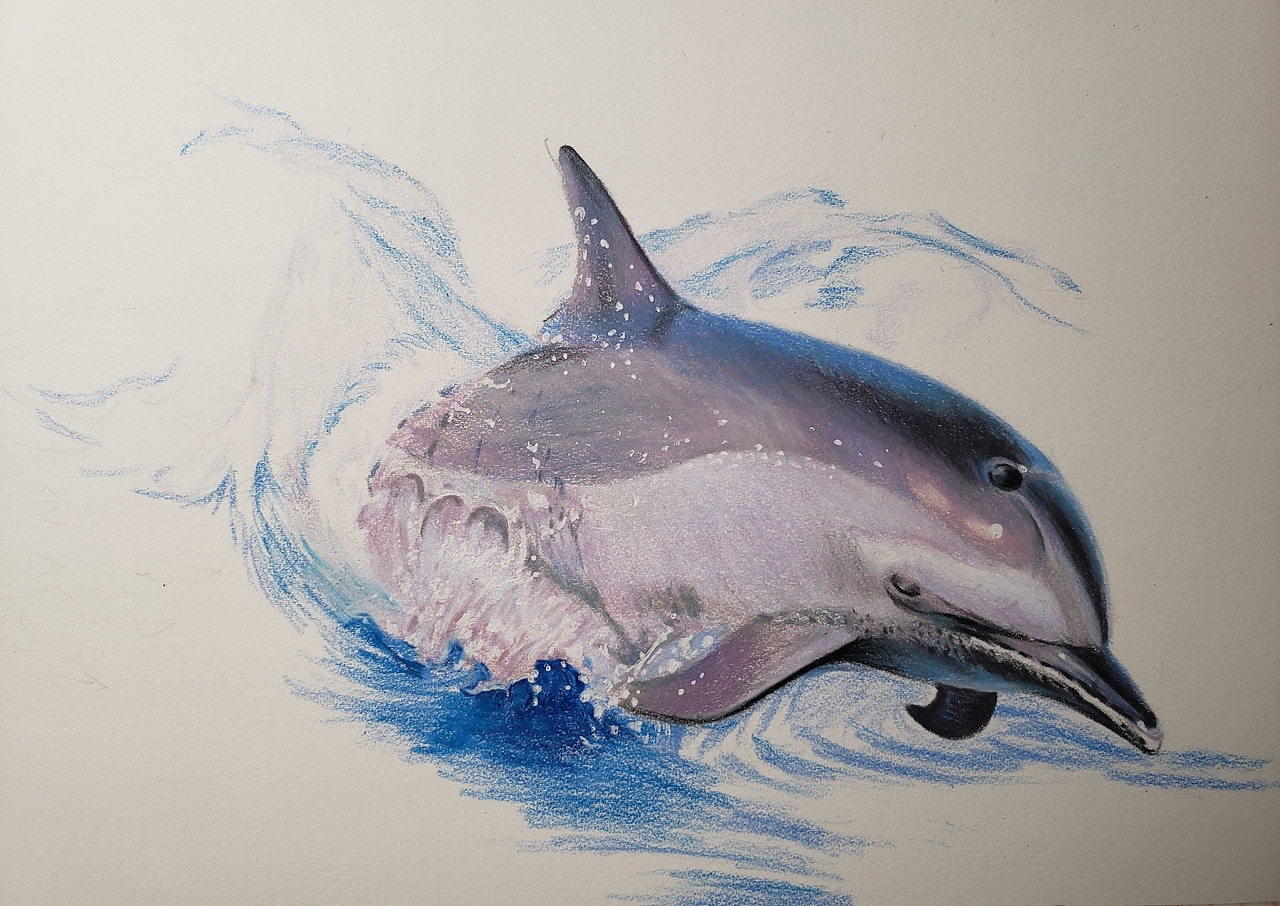 彩铅-海豚（图ZMjExMDkzNDIw） - 绘画 - 站酷设计师懒花儿原创素材 - 站酷ZCOOL
