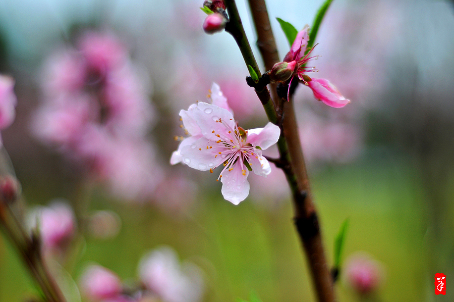 2014春·深圳大学桃花朵朵（图ZMTQwOTUwMTY=） - 风光摄影 - 站酷设计师szuedu2005原创素材 - 站酷ZCOOL