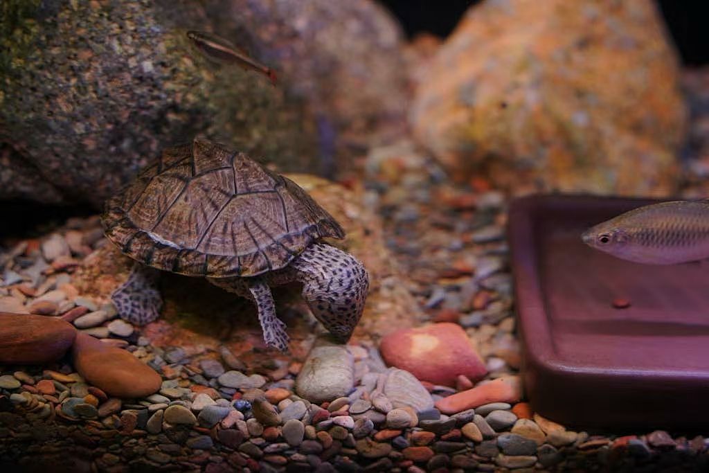 《龟宿》（图ZMzIxODg1NTEy） - 宠物摄影 - 站酷设计师七弦觎君安原创素材 - 站酷ZCOOL