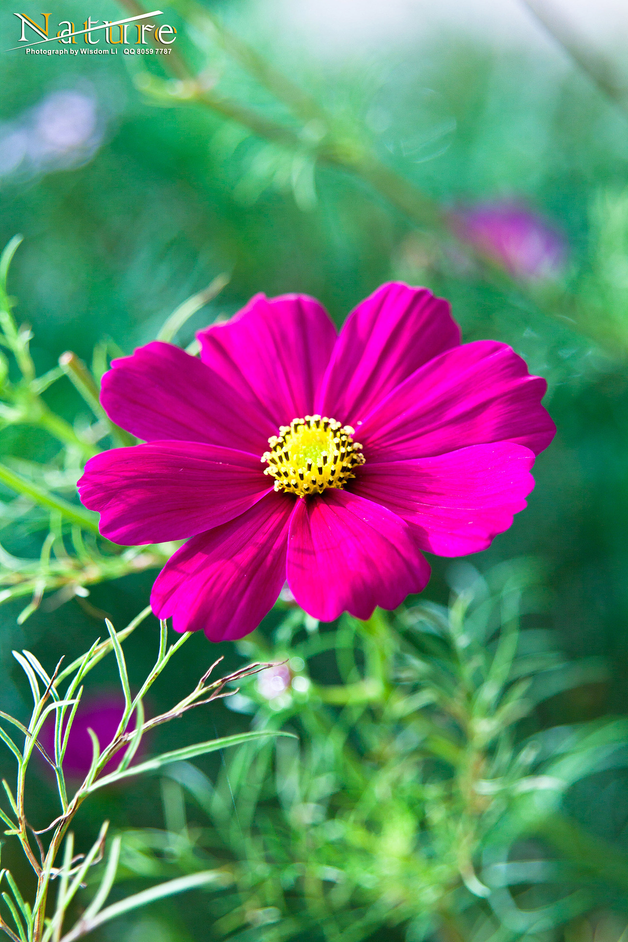 各种花花草草景观高清大集合&nbsp;(自然生态类)&nbsp