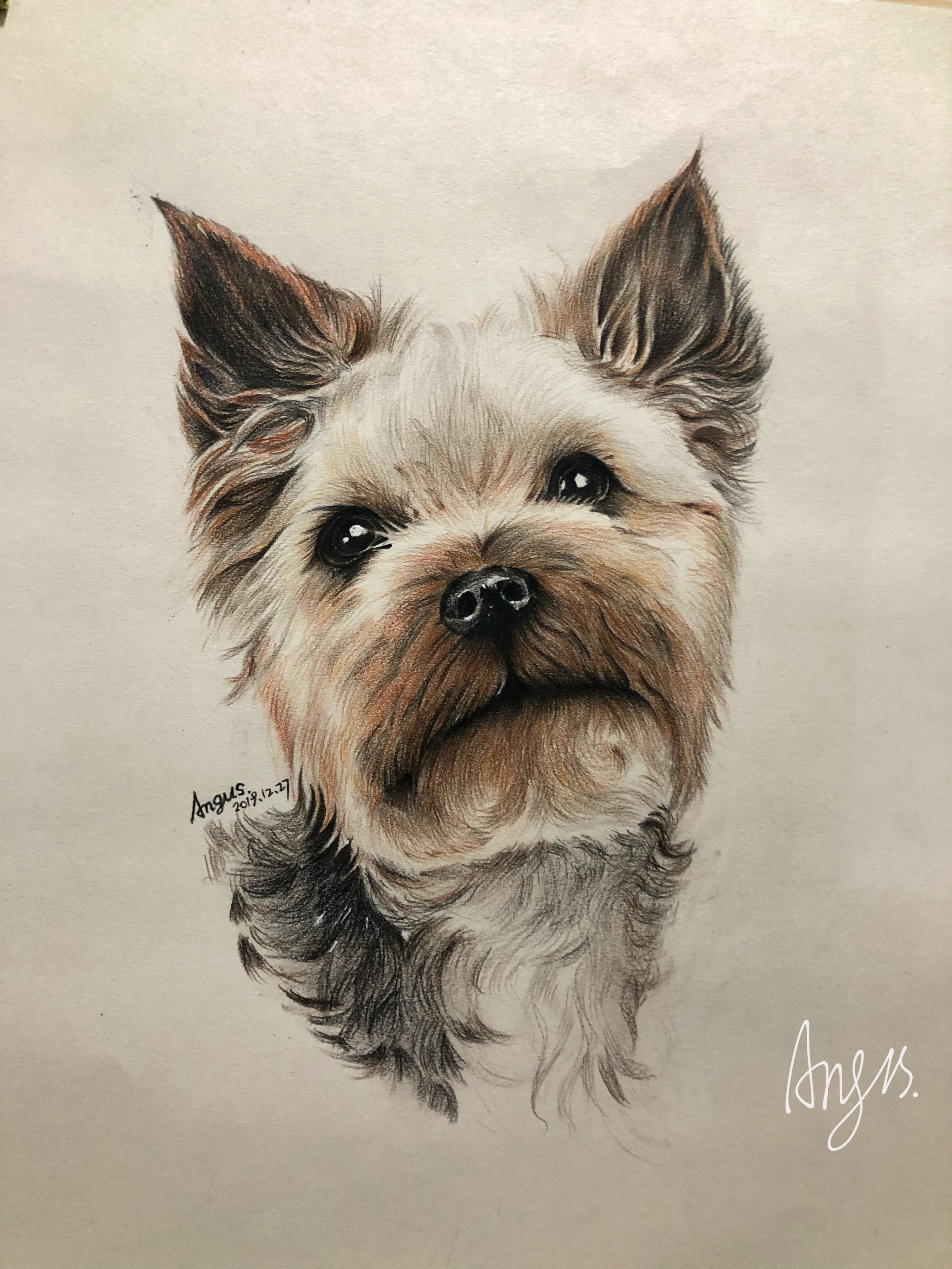 彩铅狗狗|纯艺术|绘画|angusrj - 原创作品 - 站酷 (zcool)