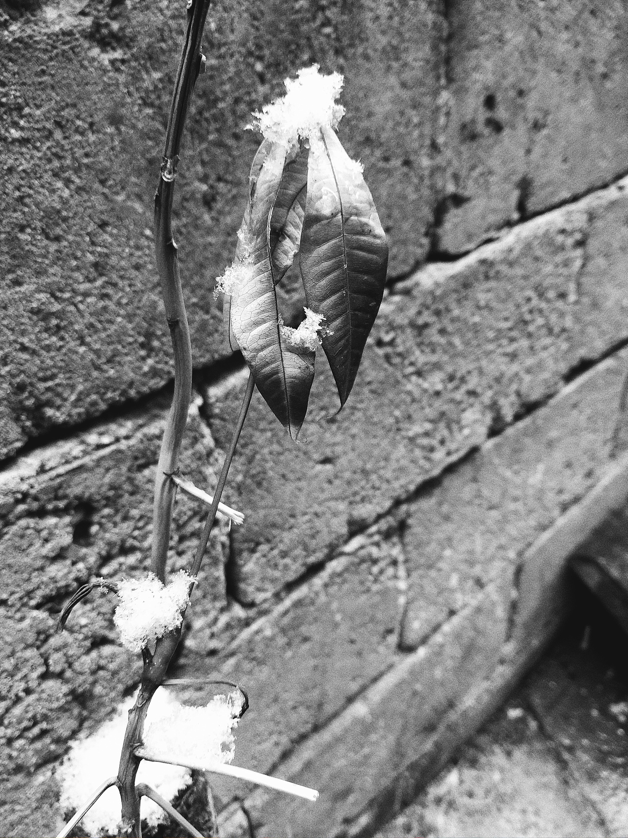 2月21号，下了雪！