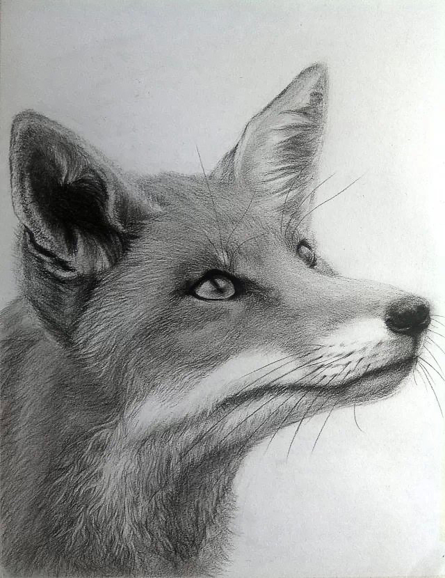精微素描狐狸图片