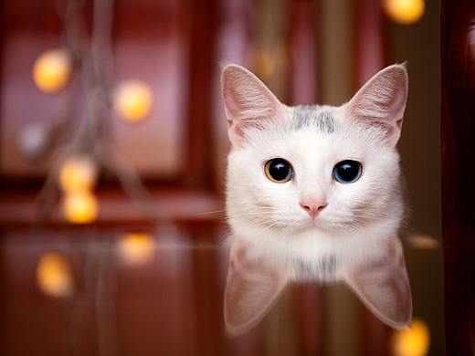 猫狗双全的一家