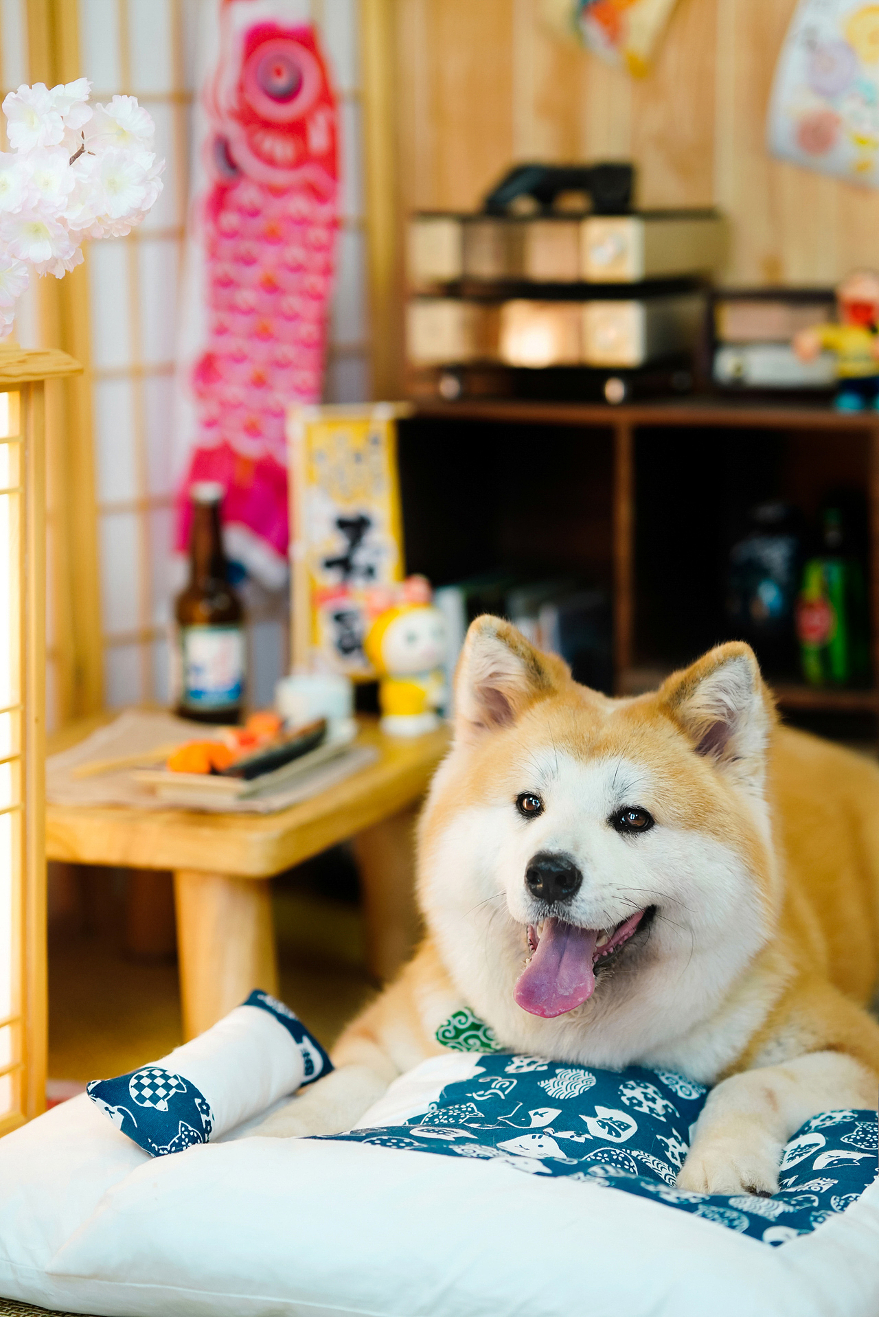 秋田犬合集宠爱拾光