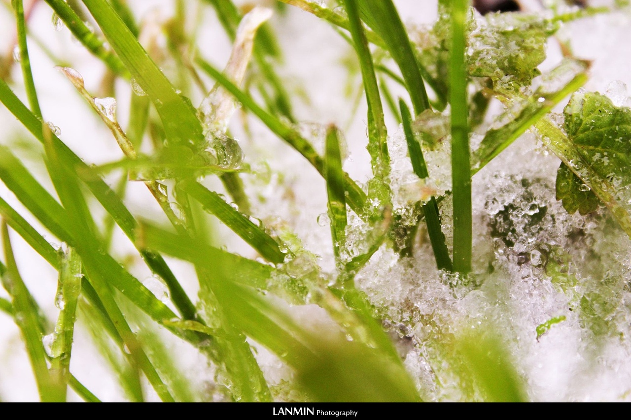 冰雪菜地（图ZNzk3NDUxNg==） - 风光摄影 - 站酷设计师lanmin原创素材 - 站酷ZCOOL