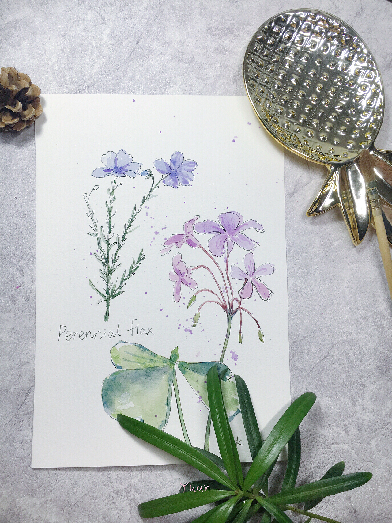 植物速写（图ZMTAyMDQwMjU2） - 绘画 - 站酷设计师饲猫小Yuan原创素材 - 站酷ZCOOL