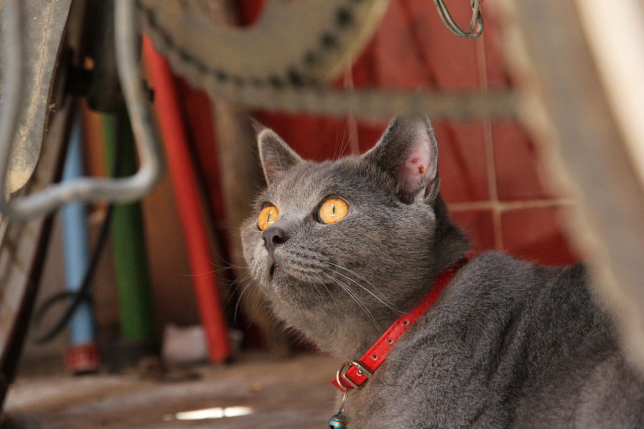 我家熊蛋~（图ZMjYyODAwNjg=） - 宠物摄影 - 站酷设计师红绿双人原创素材 - 站酷ZCOOL