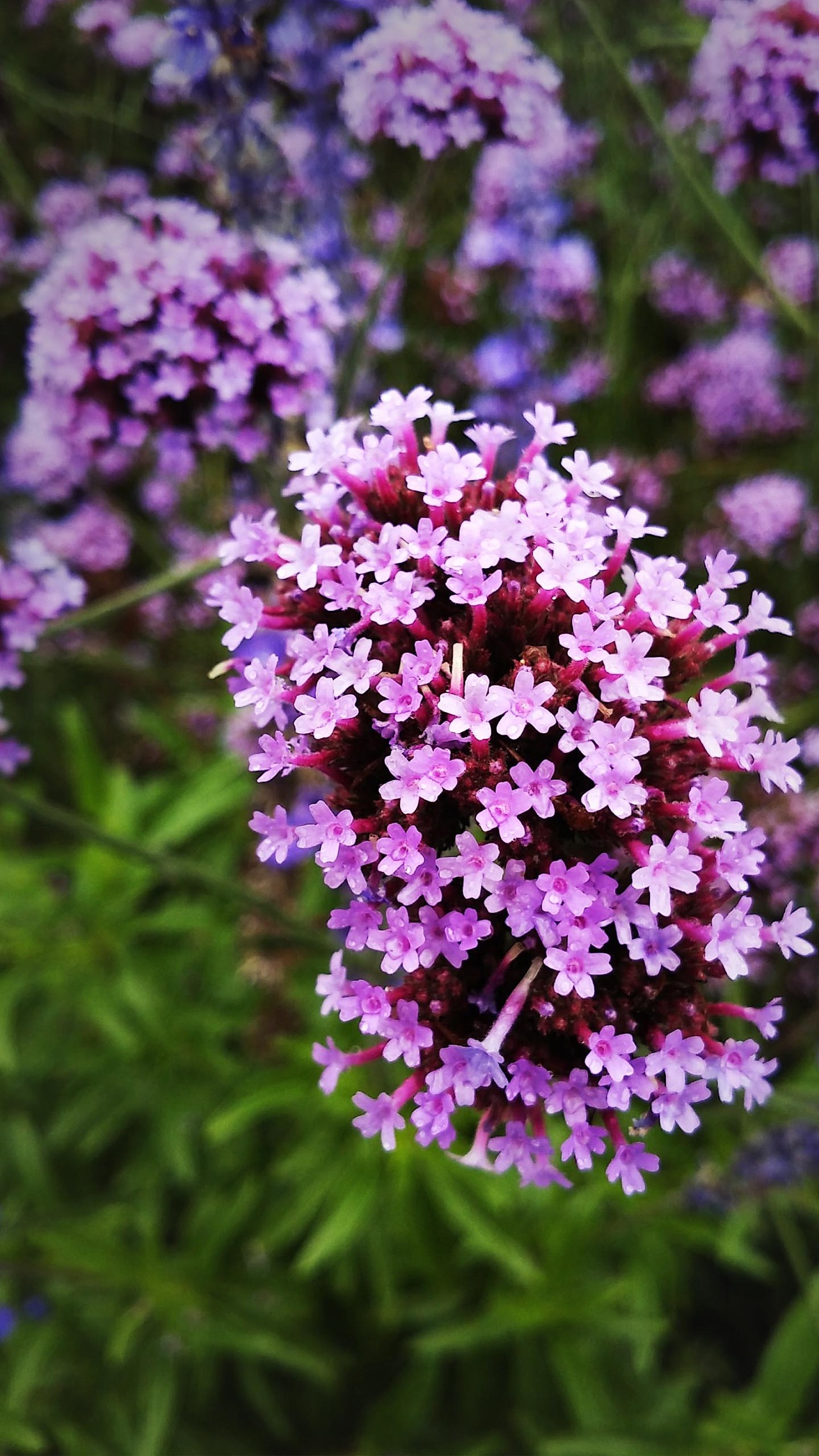 花海|摄影|其他摄影|胖蟹蟹 - 原创作品 - 站酷 (zcool)