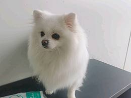 翻到了大二時期的《血觀音》海報再設計