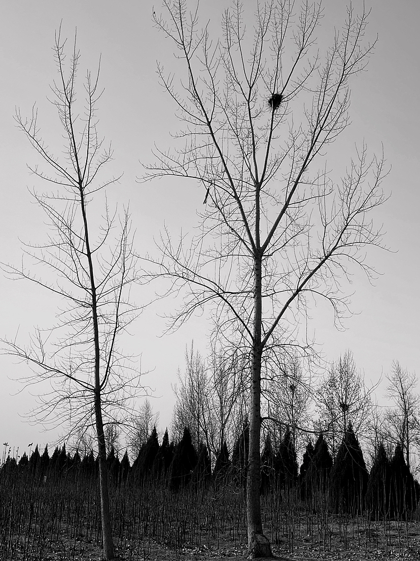 刘勇良手机纪实摄影:巢