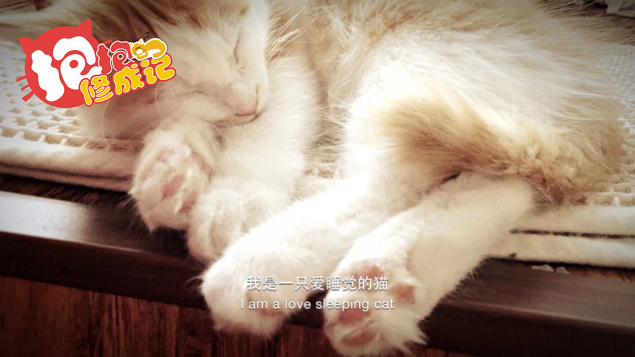 抱抱君-修成记（图ZMjU2MDYxMzI=） - 宠物摄影 - 站酷设计师訾竹影原创素材 - 站酷ZCOOL