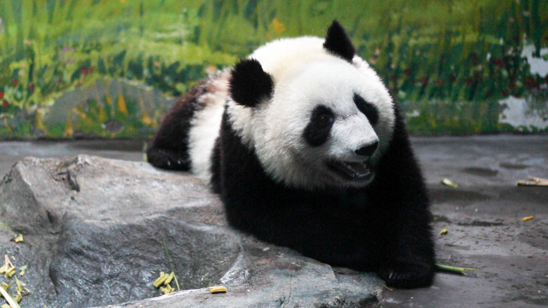成都大熊猫生态园旅游博物馆攻略,成都大熊猫生态园旅游博物馆门票/游玩攻略/地址/图片/门票价格【携程攻略】