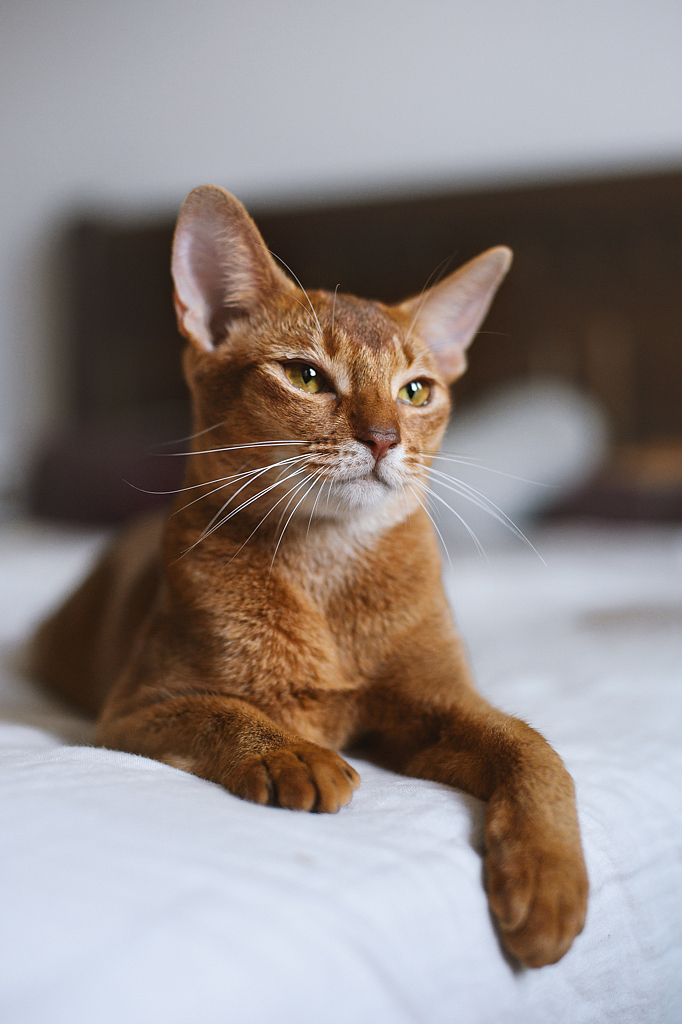 【均木纪实宠物摄影】 独特的喵星人--阿比西尼亚猫（图ZMTQ2MjU5MTYw） - 宠物摄影 - 站酷设计师均木纪实宠物摄影原创素材 - 站酷ZCOOL