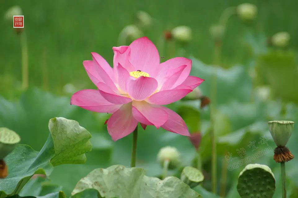 风景写实 花 红