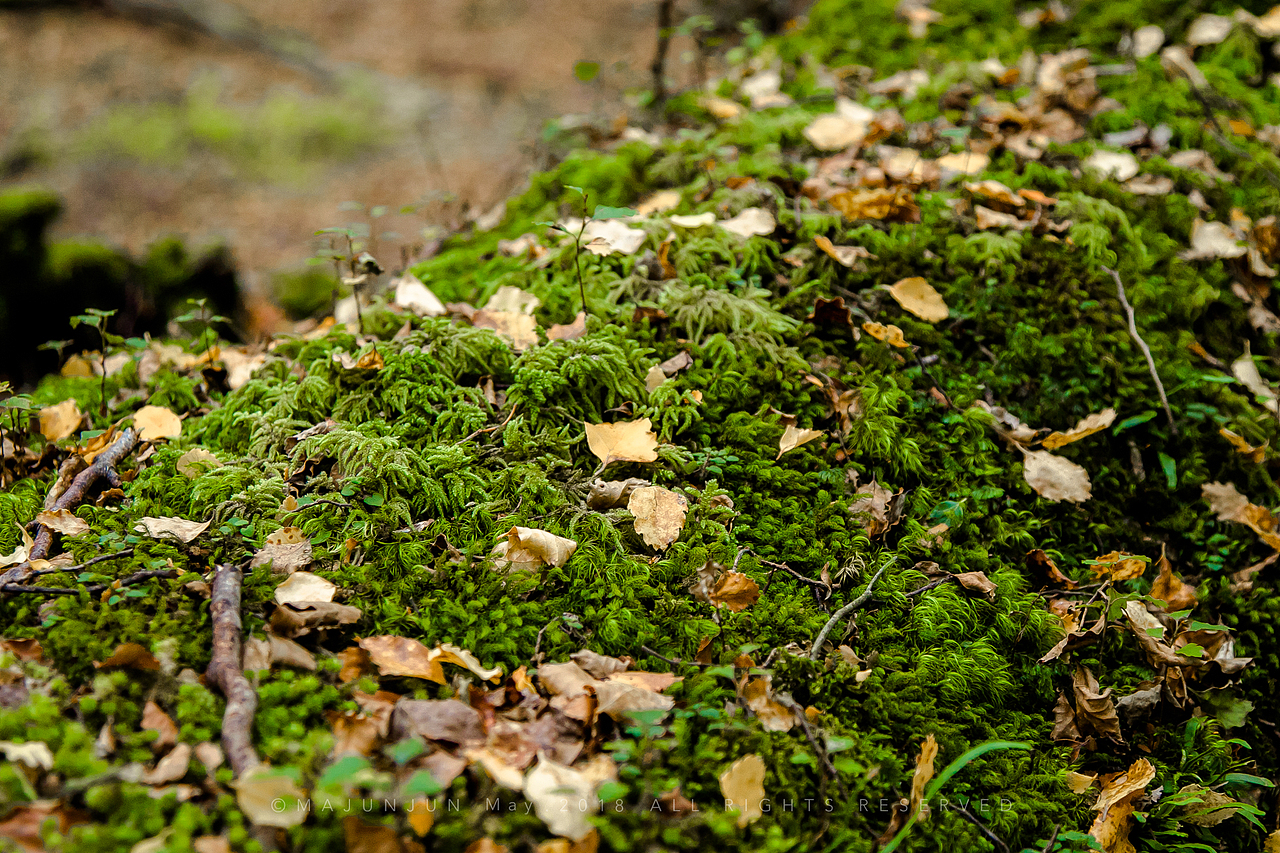 格林诺奇小镇边的原始森林,离皇后镇不到一小时车程。