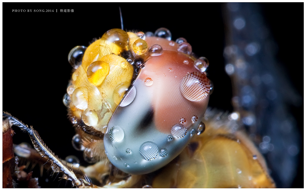 《那些蜓》-【茸城老T】生态摄影 昆虫摄影（图ZNDEyMDE3MzY=） - 风光摄影 - 站酷设计师茸城老T原创素材 - 站酷ZCOOL