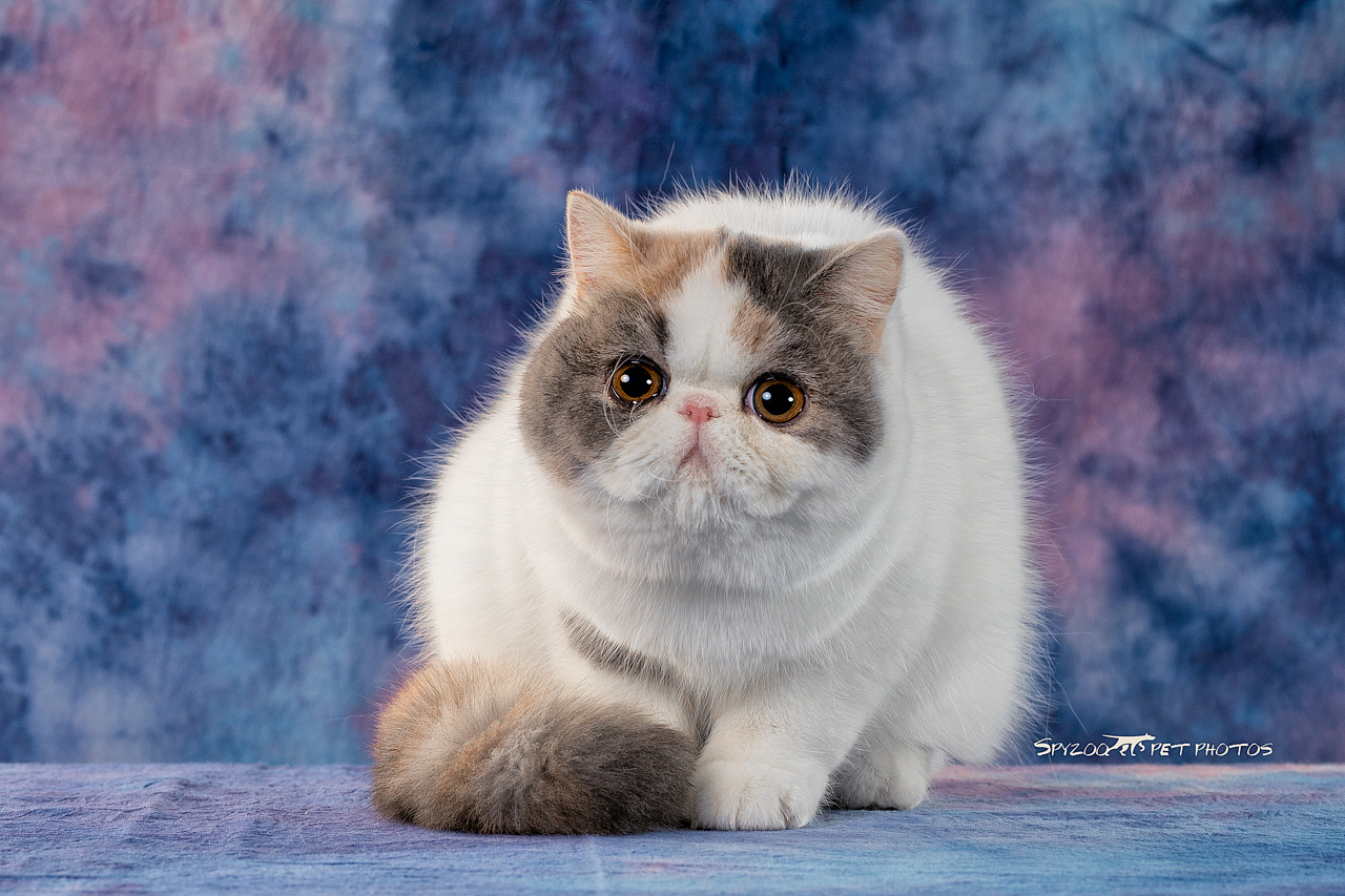 原创作品:cat show