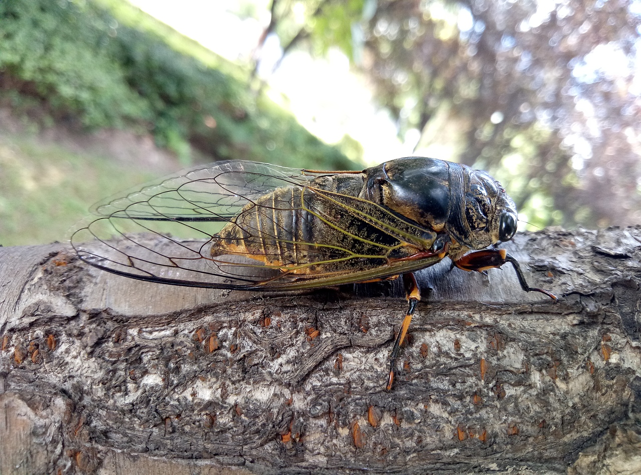 秋天的蝉在叫（图ZMTIxNDg3NDQ4） - 宠物摄影 - 站酷设计师Z16605228原创素材 - 站酷ZCOOL