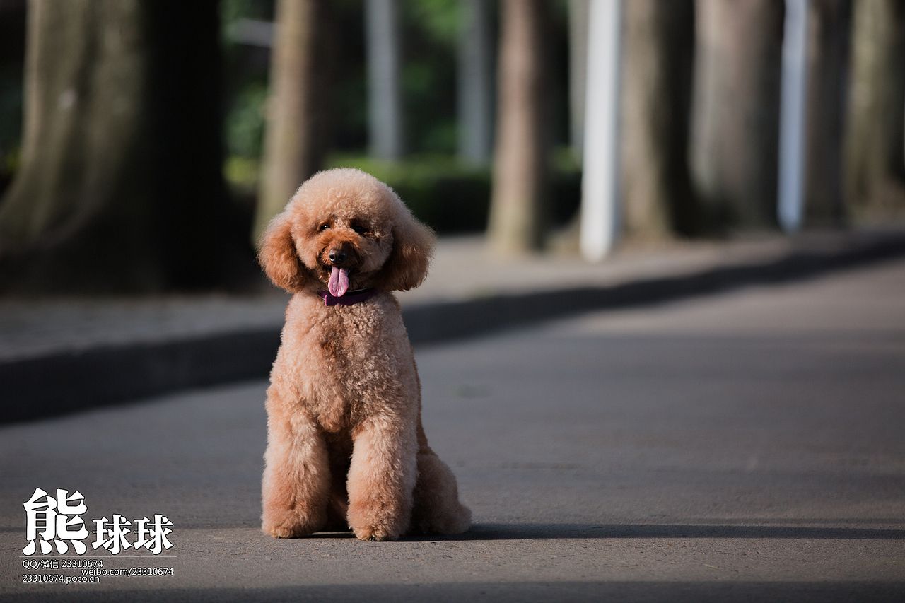 咱家的巨贵酱酱（图ZMjMxOTAwMDA=） - 宠物摄影 - 站酷设计师熊球球原创素材 - 站酷ZCOOL