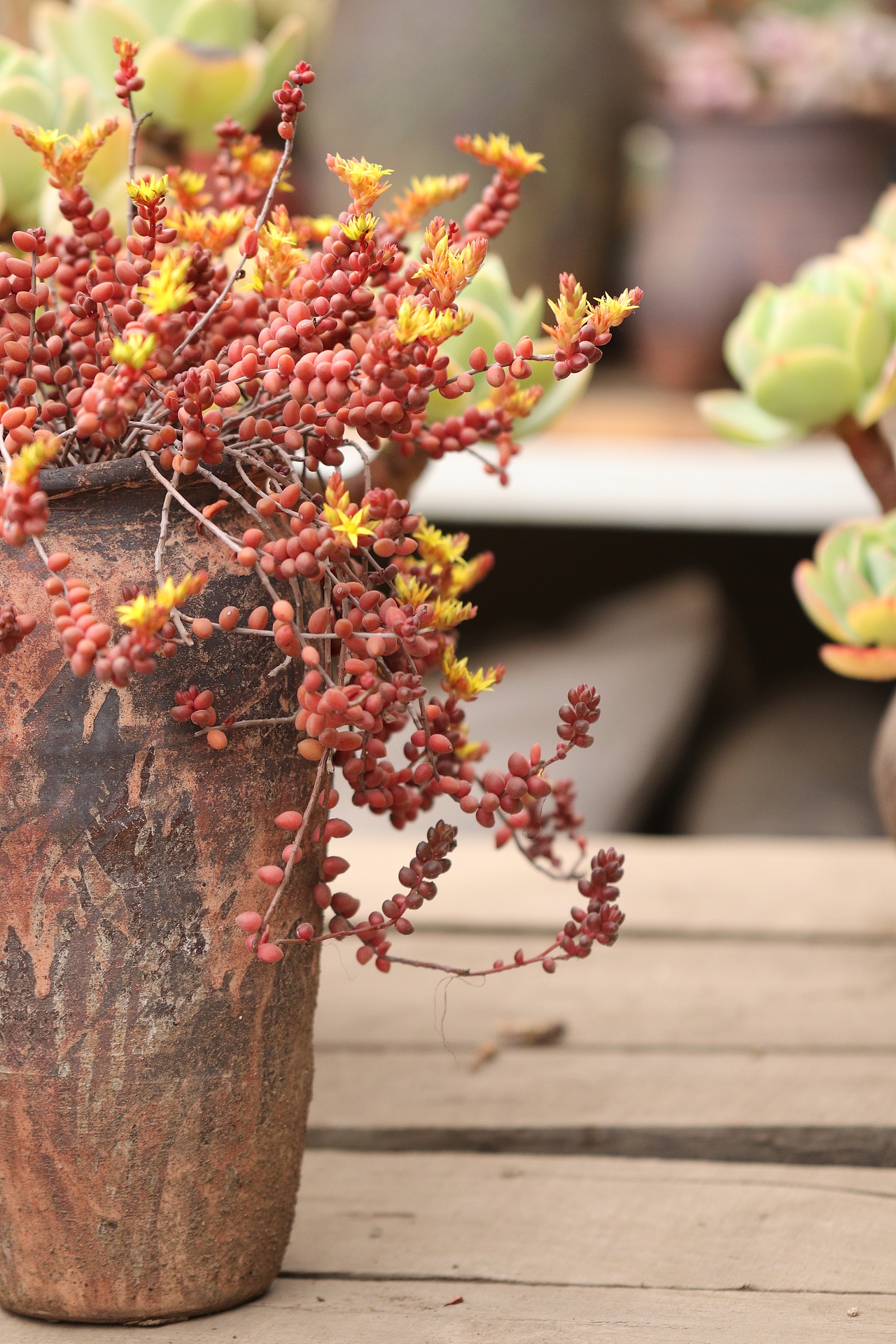 多肉（图ZMjU3MTM2MjM2） - 其他摄影 - 站酷设计师生活可爱原创素材 - 站酷ZCOOL