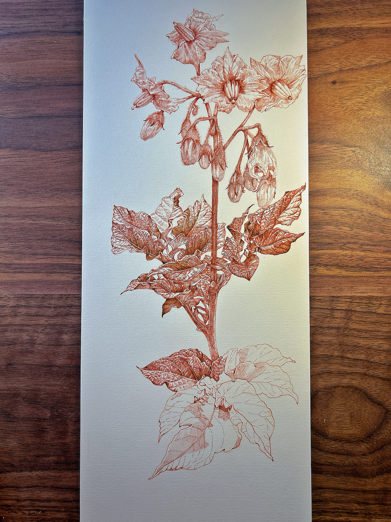 蘸水笔针管笔｜土豆花（平凡而伟大）（图ZMzc3NDA4NTYw） - 艺术插画 - 站酷设计师CatCastleDZ原创素材 - 站酷ZCOOL