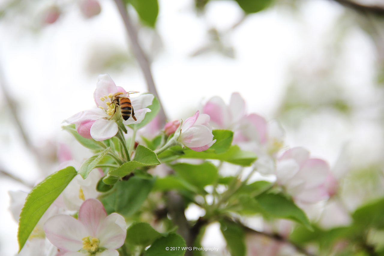 《 清香の苹果花 》
