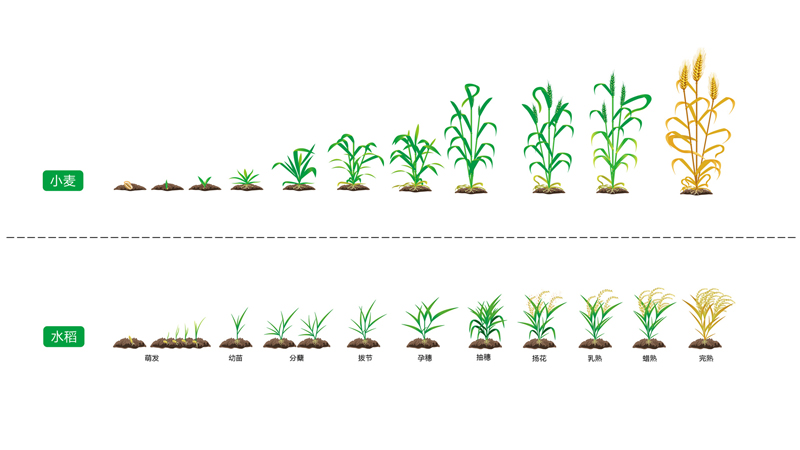 麦子的成长过程图解图片