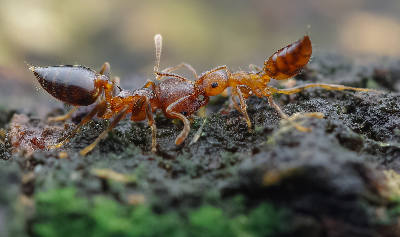 一对举尾蚁在打架