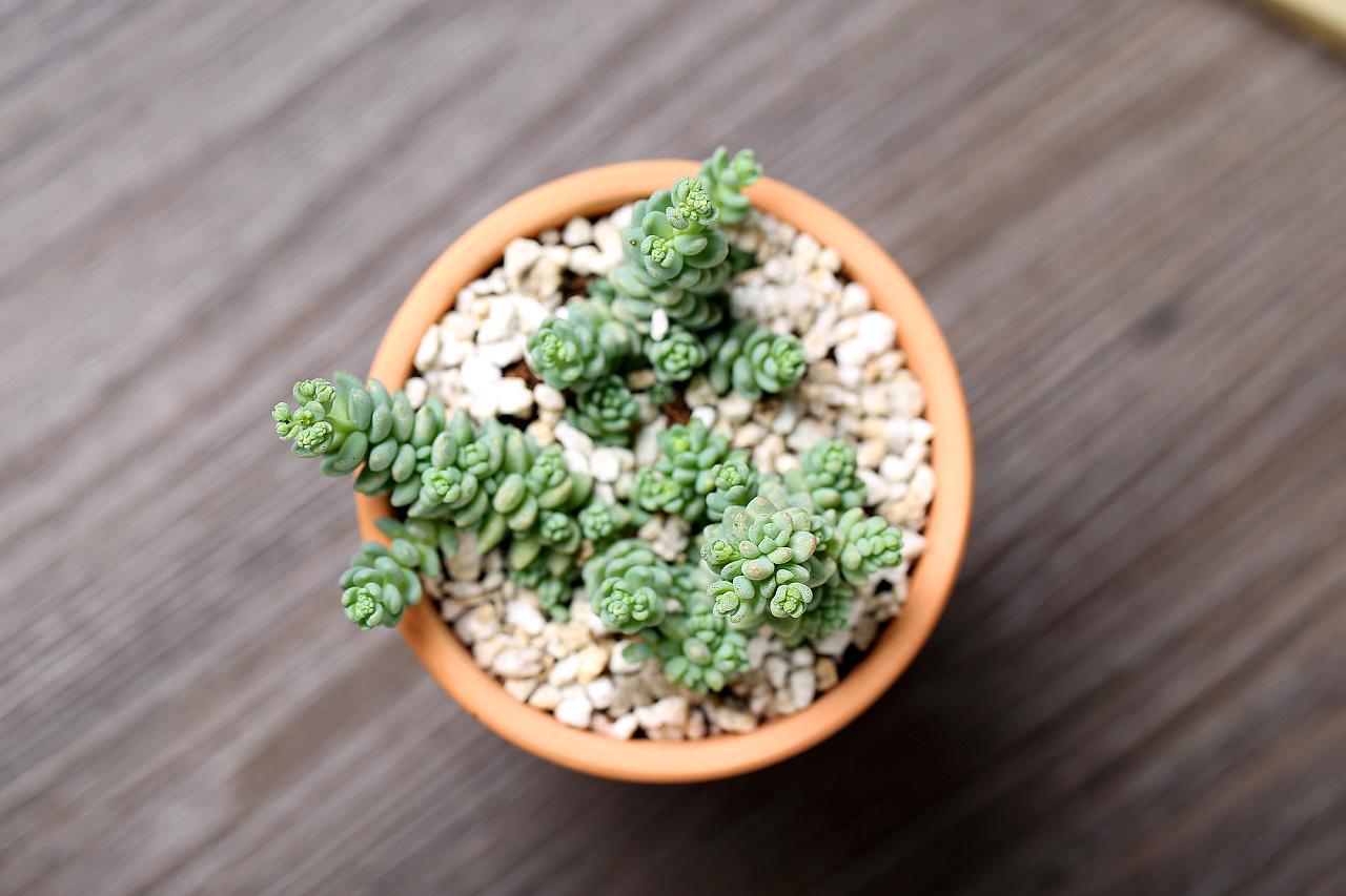 多肉植物 绿植 盆栽 姬星美人