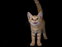 中華田園·橘貓 