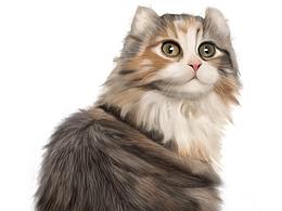猫-动物手绘