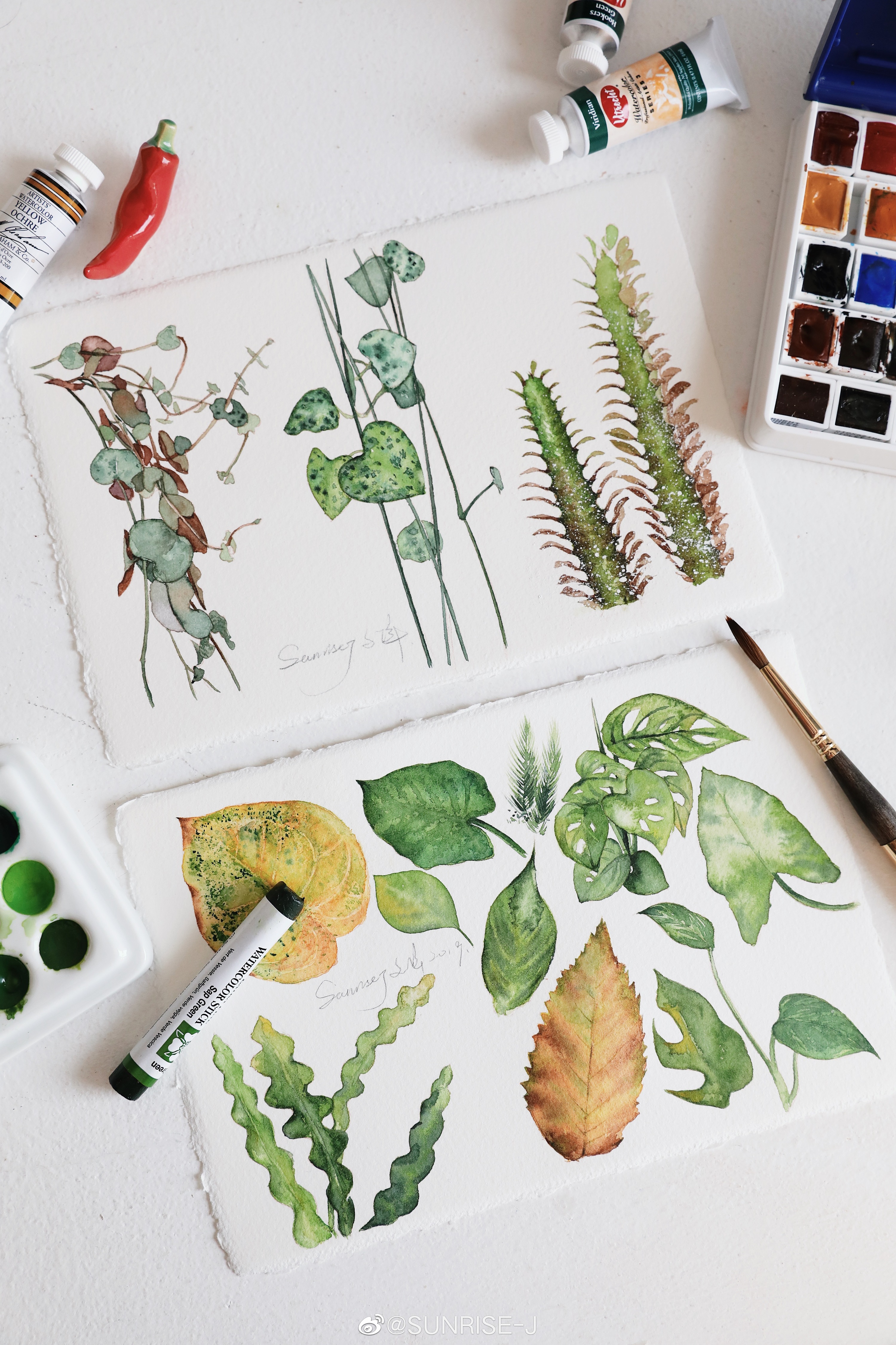 水彩植物 夏天的颜色|插画|商业插画|文静手绘 - 原创作品 - 站酷