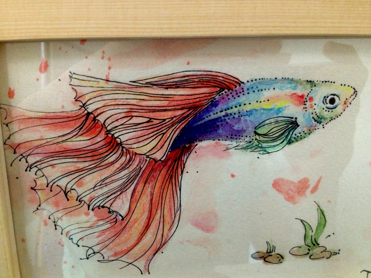 孔雀鱼简笔画彩铅图片