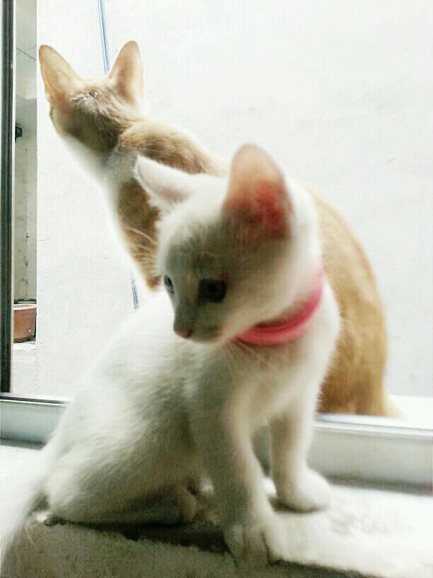 辛勤的猫奴一枚（图ZMjYxMDQxODQ=） - 其他 - 站酷设计师夏尛寞滴原创素材 - 站酷ZCOOL