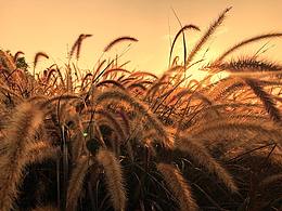 2020手機(jī)攝影合集