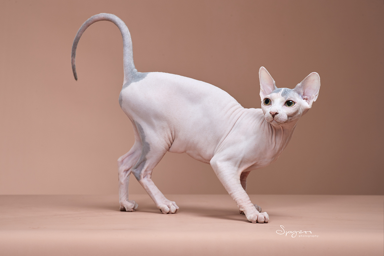 斯芬克斯无毛猫（图ZMjcyNDgxODUy） - 宠物摄影 - 站酷设计师spyzoo原创素材 - 站酷ZCOOL