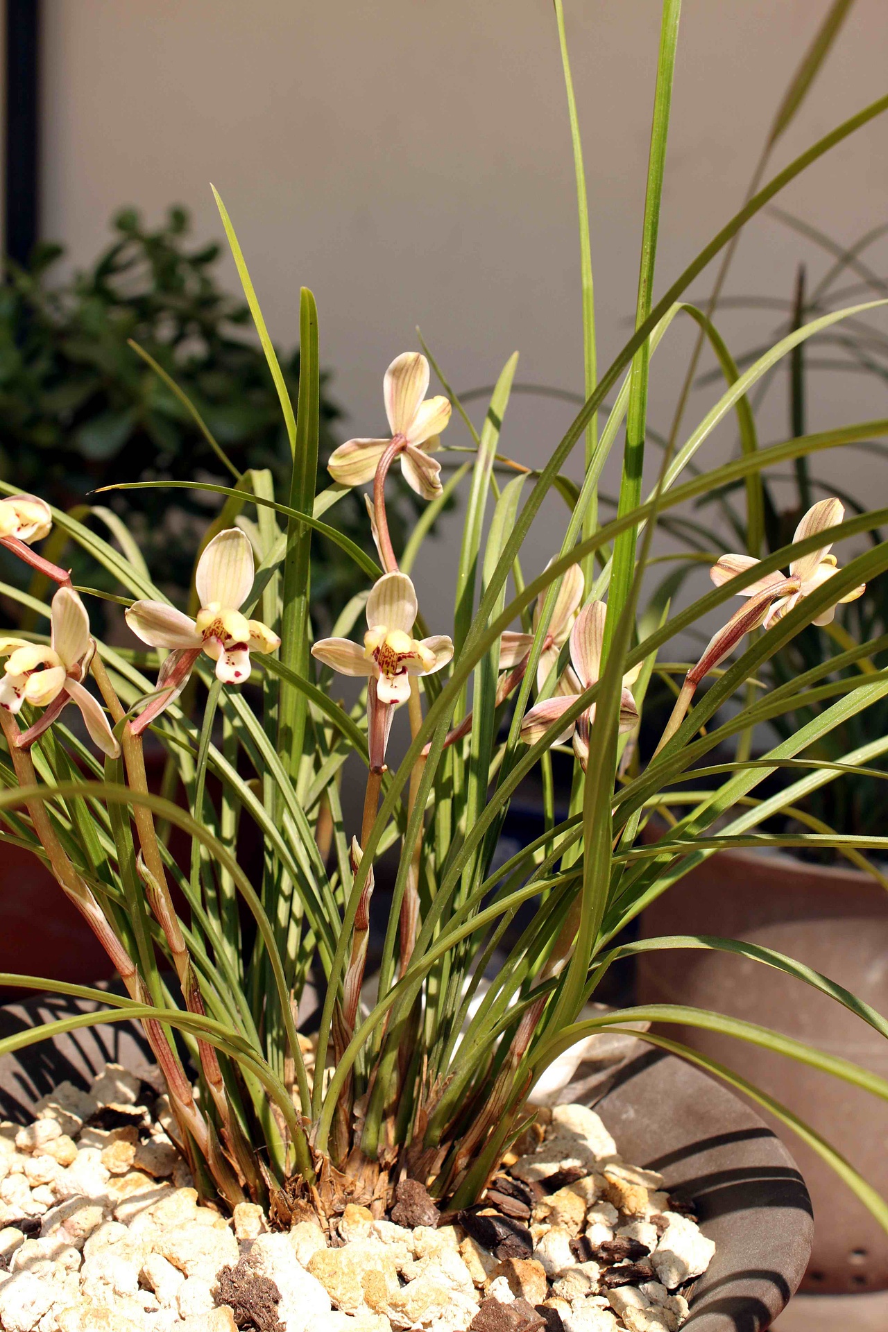 兰花 中国兰 国兰 莲瓣兰 滇梅 梅花 梅关注私信版权南美洲/设计爱好