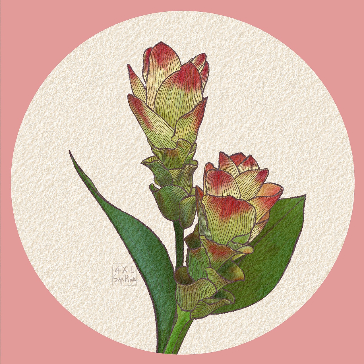 一组水彩花卉练习