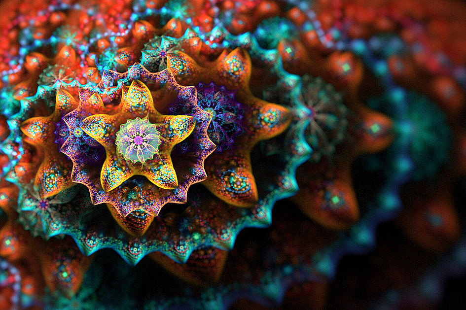 分形(fractal)第二十一辑:美丽的多肉植物及其它