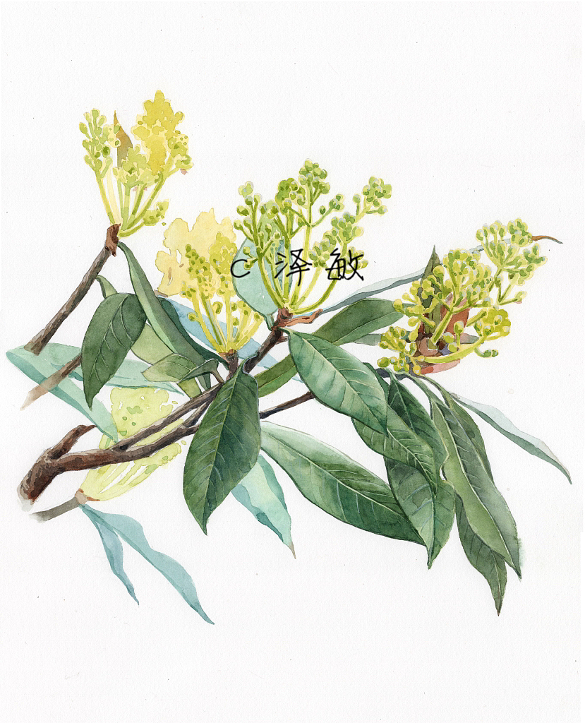 博物植物画系列组图（图ZMzMzNDc0Mzg0） - 商业插画 - 站酷设计师画画的陈原创素材 - 站酷ZCOOL