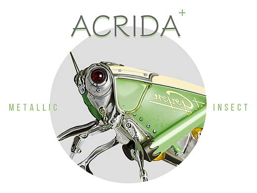 机械昆虫-Acrida
