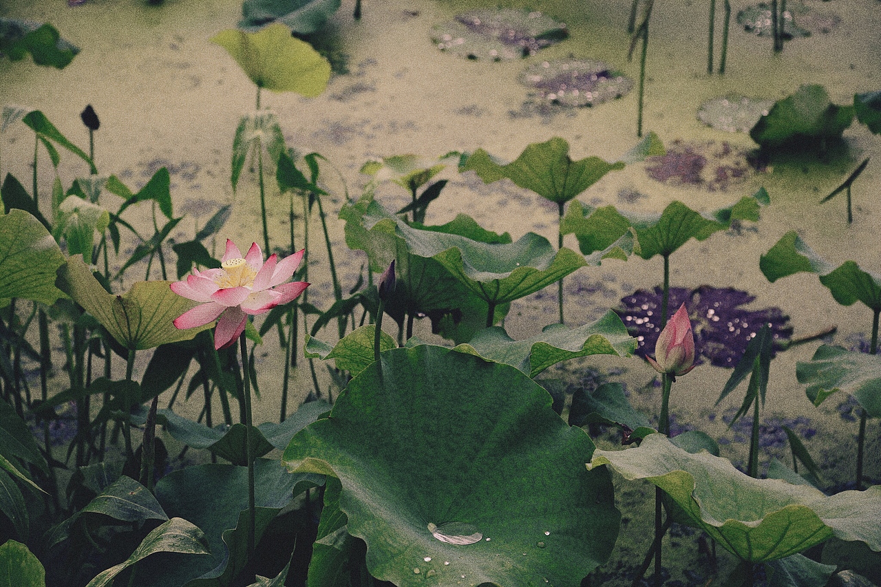 逛吃杭州-荷花记