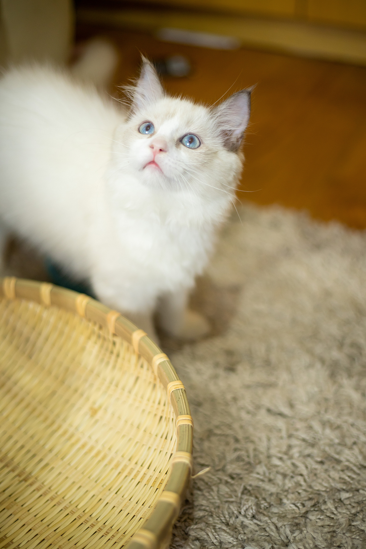 快三个月，有喜欢的吗快点领走（图ZMjI1NjQ4ODE2） - 宠物摄影 - 站酷设计师我爱黎明我爱黎明原创素材 - 站酷ZCOOL