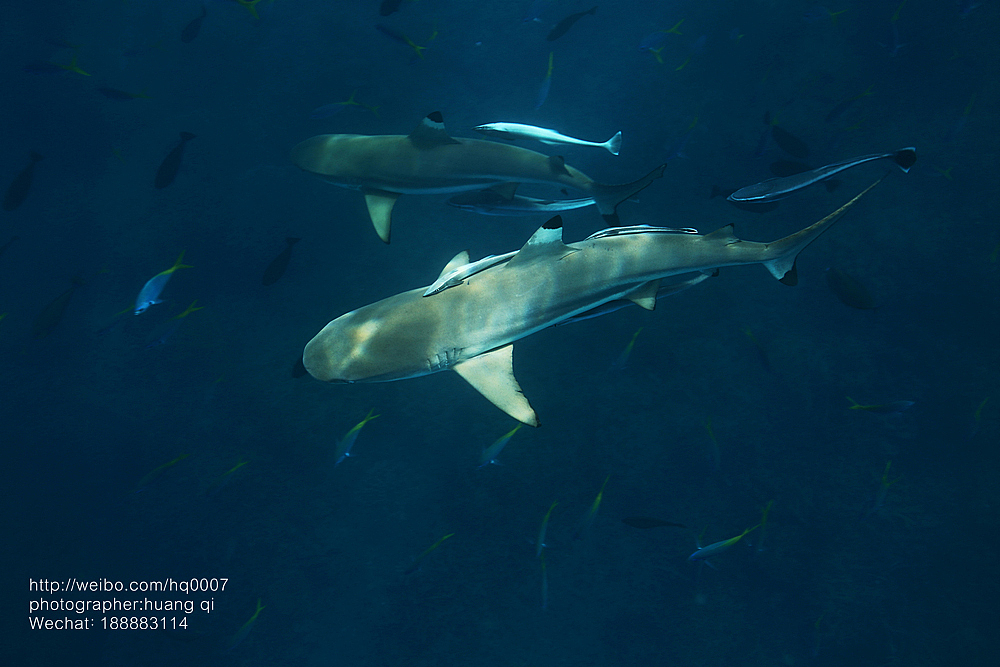 水下摄影（图ZNDUxNTY3MDg=） - 人像摄影 - 站酷设计师摄影师黄棋原创素材 - 站酷ZCOOL