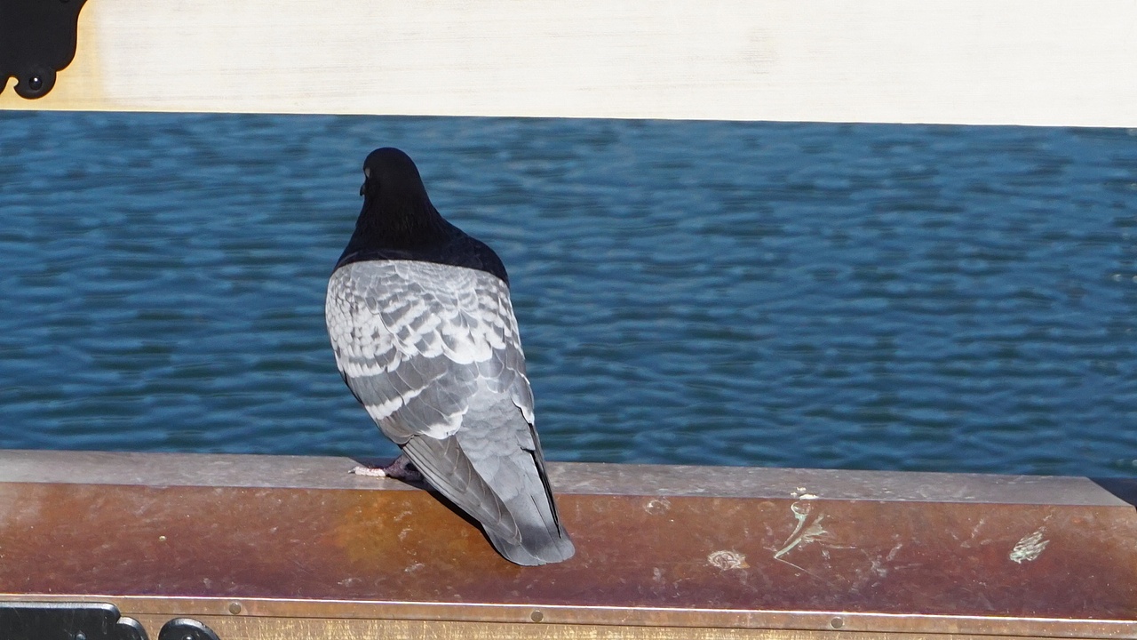 【京都】二条城（图ZMTk2OTc0Nzg0） - 环境/建筑摄影 - 站酷设计师keke奇遇记原创素材 - 站酷ZCOOL