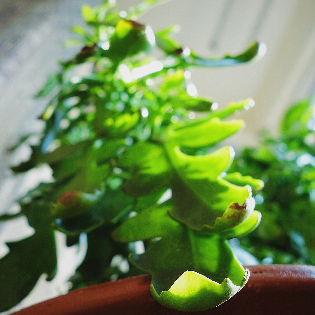 生活小角落-随拍（SONY-DSC-QX100）（图ZMjMzMjg5MTI=） - 其他摄影 - 站酷设计师gemini111126原创素材 - 站酷ZCOOL