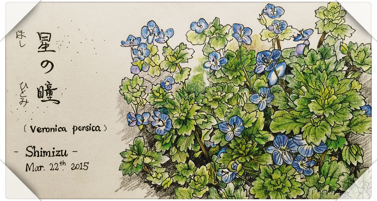 2015色鉛筆絵【星の瞳】（图ZMjgxNzg3NTI=） - 绘画 - 站酷设计师清水佐津紀原创素材 - 站酷ZCOOL