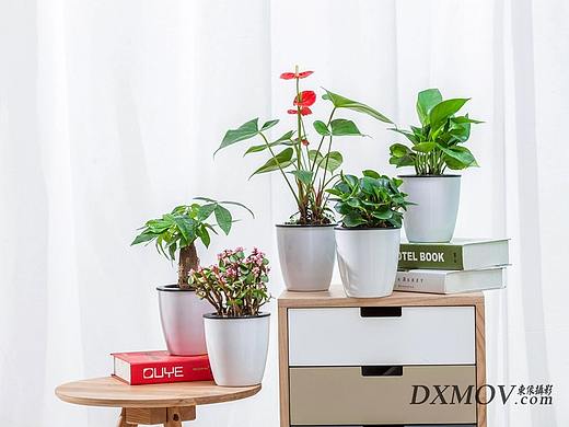 武汉商品摄影 植物拍摄 视频摄像 商业摄像 东像摄影