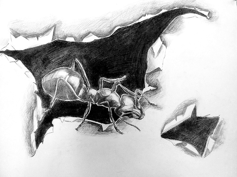 在一节手绘课上的灵感,蚂蚁破纸,现实与想象的碰撞!静物素描!